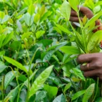 Featured image for Tea Plant Growth Regulators 10 Game-Changing Secrets for Thriving Tea Bushes 2025