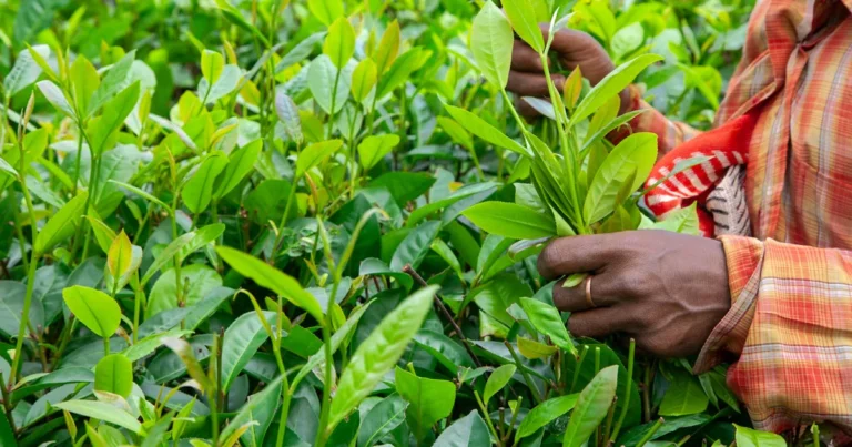 Featured image for Tea Plant Growth Regulators 10 Game-Changing Secrets for Thriving Tea Bushes 2025