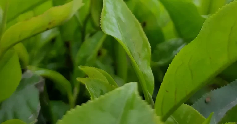 Featured image for Using Hydroponics to Grow Tea 12 Expert Secrets for a Perfect Brew 2025