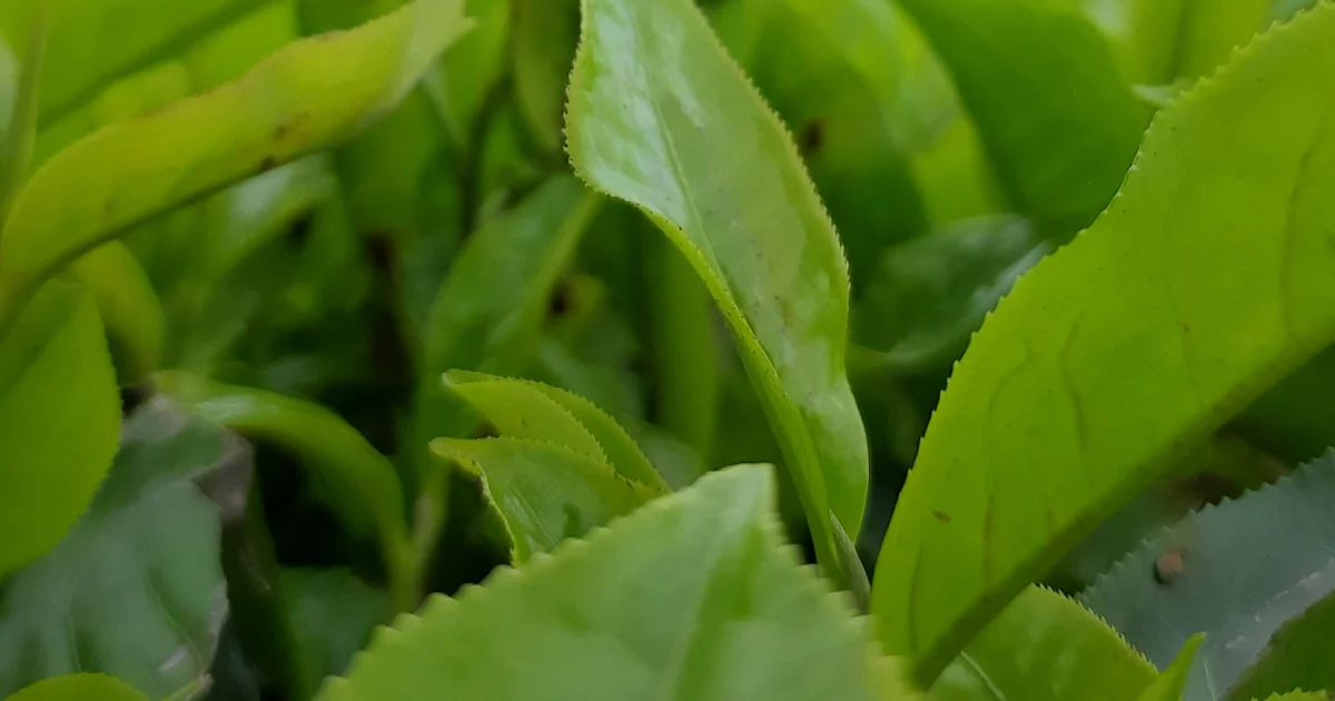 Using Hydroponics to Grow Tea: 12 Expert Secrets for a Perfect Brew 🍵 ...