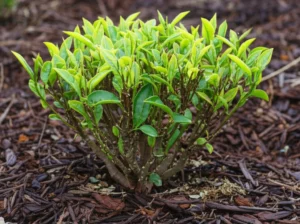 Featured image for Using Mulch for Tea Plant Health 7 Secrets to Thriving Leaves 2025