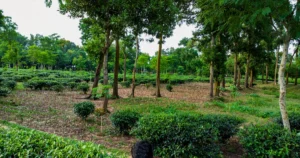 Featured image for 10 Expert Tips for Tea Plant Sustainable Harvesting 2026