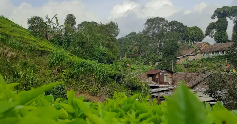 Featured image for 15 Must-Plant Tea Companion Herbs for Pest Control 2026