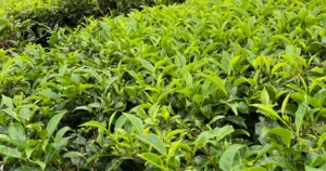Featured image for 9 Essential Tea Plant Care Tips Watering Fertilization Secrets 2026