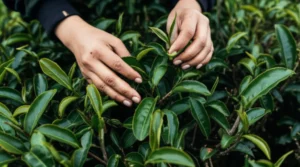 Featured image for From Plant to Cup The 8-Step Tea Making Process Unveiled