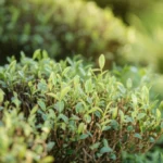 Featured image for Growing White Tea at Home The Ultimate 12-Step Guide 2026