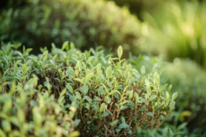 Featured image for Growing White Tea at Home The Ultimate 12-Step Guide 2026