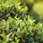 Featured image for What Zone Can You Grow Tea Plants In Your Ultimate 2026 Guide