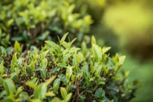 Featured image for What Zone Can You Grow Tea Plants In Your Ultimate 2026 Guide