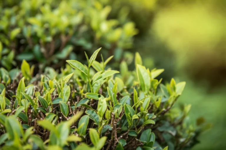 Featured image for What Zone Can You Grow Tea Plants In Your Ultimate 2026 Guide