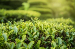 Featured image for How Much Maintenance Do Tea Plants Really Need to Thrive 2026