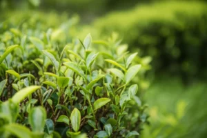 Featured image for How to Care for Tea Plants 15 Expert Tips for Thriving Leaves