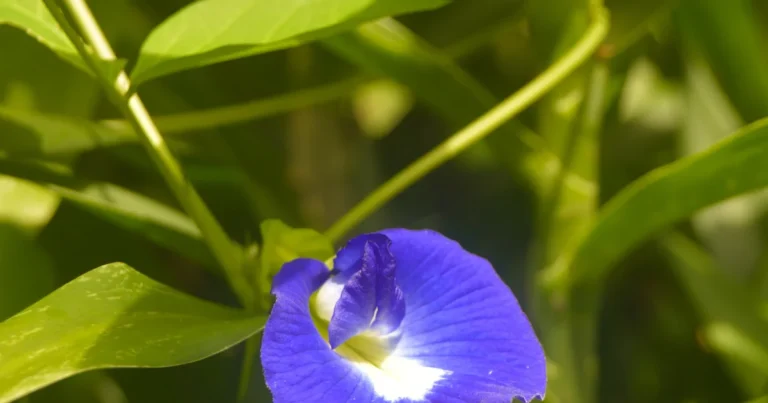 Featured image for What Plants Go in a Tea Garden 12 Must-Have Herbs Flowers 2026