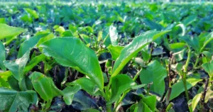 Featured image for What Type of Soil Is Best for Growing Tea Discover 7 Secrets 2026