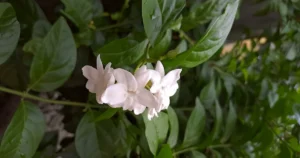 Featured image for How Hard Is Tea to Grow 12 Secrets Every Gardener Must Know 2026