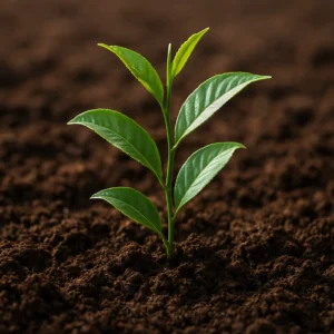 Featured image for Best Soil for Tea Cultivation 7 Secrets to Perfect Leaves 2026