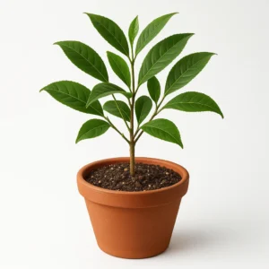 Featured image for Can I Grow Tea in Containers The Ultimate Soil Mix Guide 2026